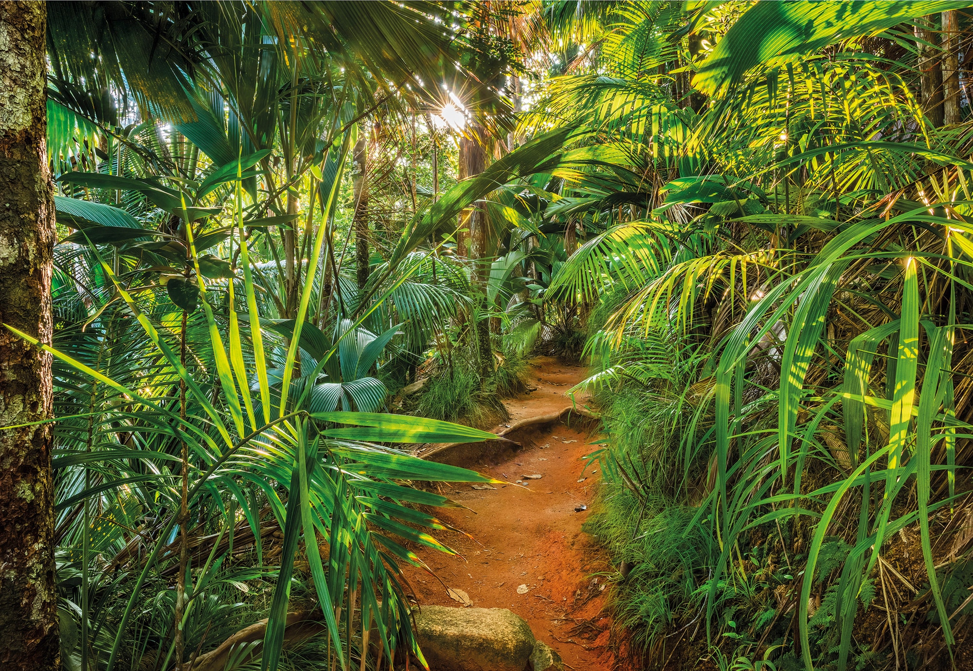Komar Fototapete "Jungle Trail"