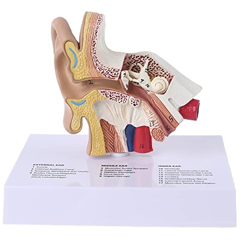 YUNZHIDUAN Anatomisches Modell Der Menschlichen Ohrstruktur, 1,5-fache Lebensgröße, Außenohr-Hörsystem, Menschliches Gehör, Cochlea-Lehrmodell, Wissenschaftliches Anatomie-Lehrmaterial