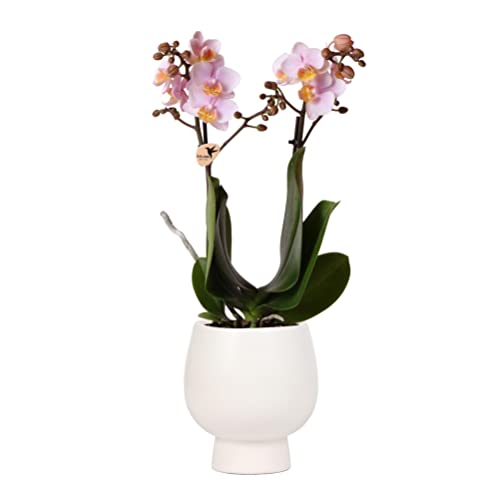 Kolibri Orchids | Pink Phalaenopsis Orchidee in weißer Keramik Scandic Ziertopf - Topfmaß Ø9cm