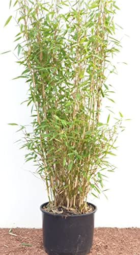 Fargesia murieliae 'Jumbo' C 60-100 cm reine Pflanzhöhe, Bambus,winterhart, saftiges Grün, keine Ausläufer, deutsche Baumschulqualität, im Topf für optimales anwachsen