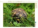 CALVENDO Puzzle Schildkröten Dinner - 1000 Teile Foto-Puzzle für glückliche Stunden