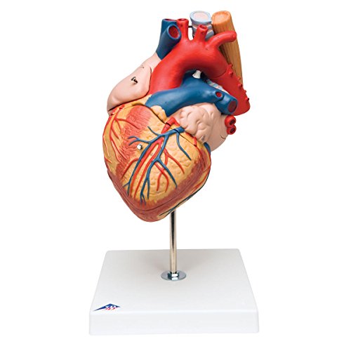 3B Scientific menschliche Anatomie - Herz mit Luft- und Speiseröhre, 2-fache Größe, 5-teilig - 3B Smart Anatomy