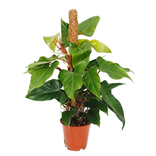 Exotenherz - Philodendron Red Emerald, Philodendron 19cm Topf