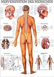 Ruediger Anatomie TA05LAM Nervensystem des Menschen Tafel, 70 cm x 100 cm, laminiert