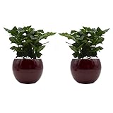 Kaffee-Pflanzen-Duo mit handgefertigtem Keramik-Blumentopf "Cresto Rot" - 2 Pflanzen und 2 Dekotöpfe