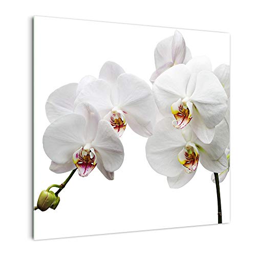 DekoGlas Küchenrückwand 'Weiße Orchidee I' in div. Größen, Glas-Rückwand, Wandpaneele, Spritzschutz & Fliesenspiegel