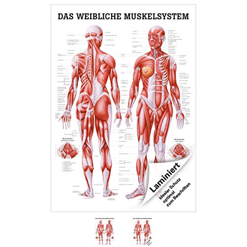 Sport-Tec Weibliches Muskelsystem Poster Anatomie 70x50 cm medizinische Lehrmittel