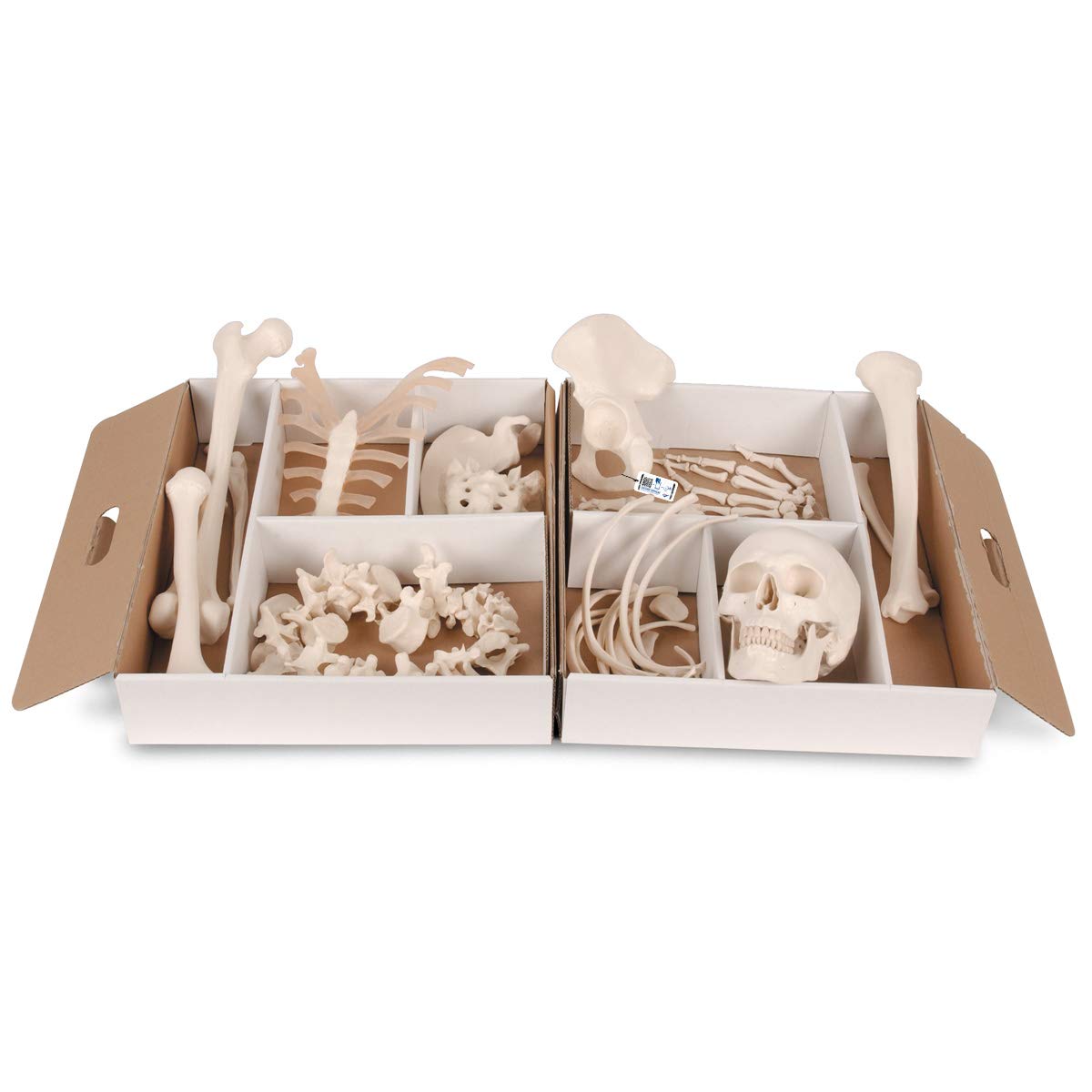 3B Scientific Menschliche Anatomie - Halbes Skelett, unmontiert, Hand/Fuß lose auf Nylon gezogen + kostenlose Anatomie App - 3B Smart Anatomy, A04/1