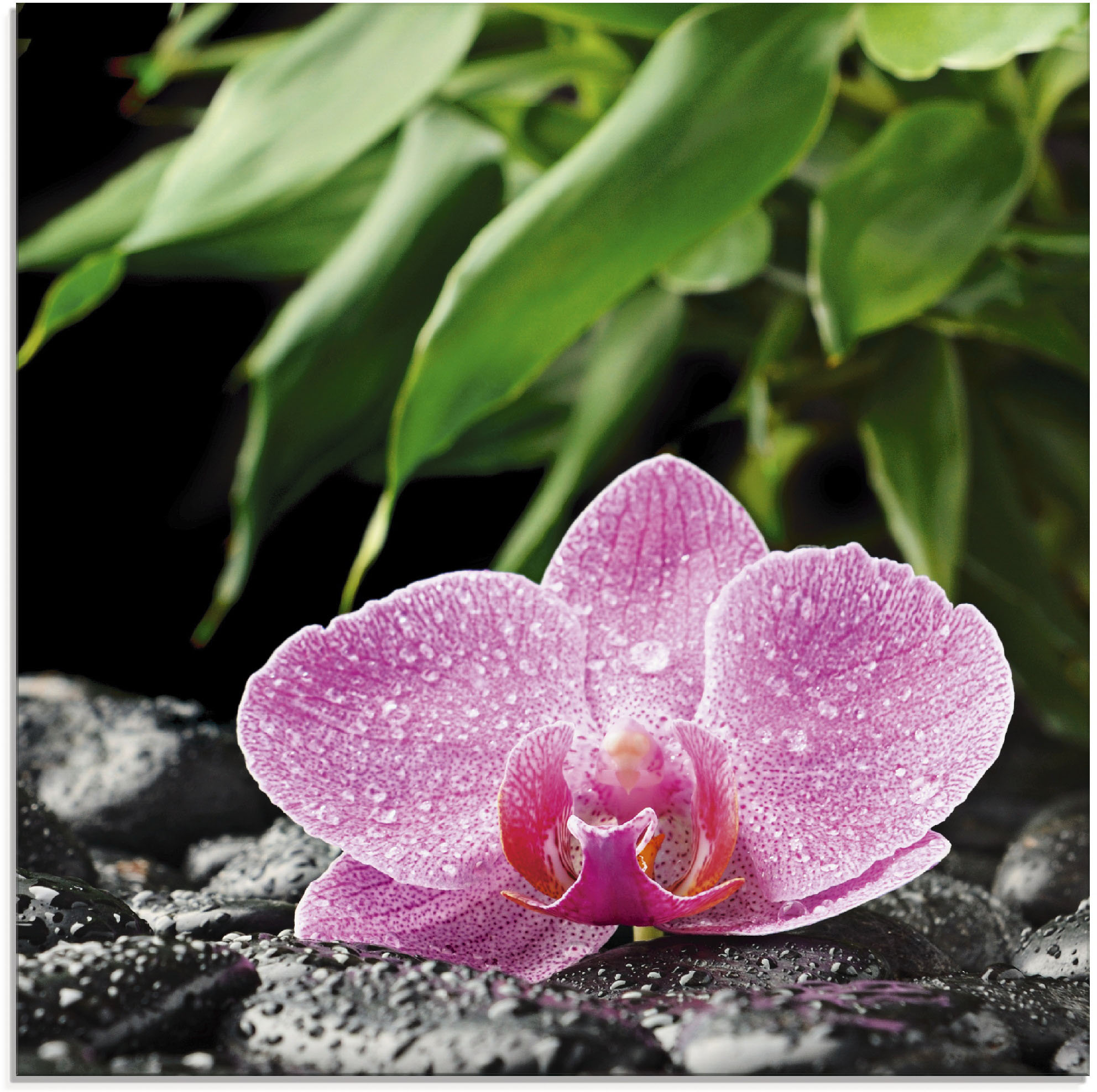 Artland Glasbild "Rosa Orchidee auf schwarzen Zen Steinen", Blumen, (1 St.)