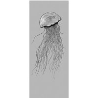 Vliestapete Jellyfish Pane Komar naturalistisch