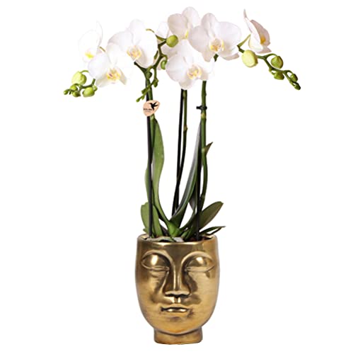 Kolibri Orchids | Phalaenopsis Orchidee in goldener Face to Face Blumentopf - 40cm hoch - Ø9cm | weiß