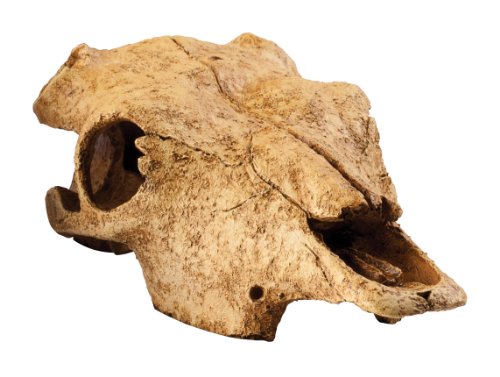 Dekofigur »Skulls «, EX Büffelschädel 24x14x9 cm, Kunststoff, beige
