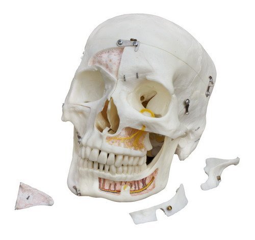 Ruediger Anatomie A226 Künstlicher Demonstrationsschädel Modell, 14-teilig