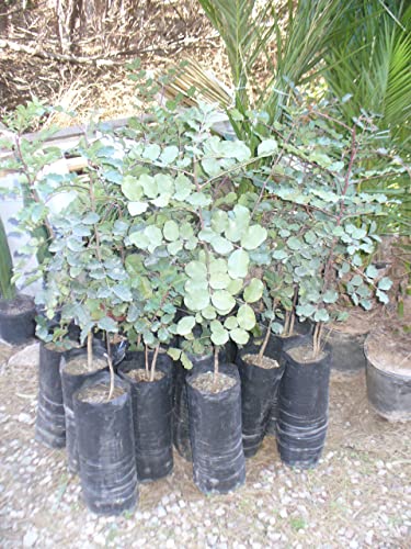 Ein junger Johannisbrotbaum (Ceratonia siliqua) ca. 100cm incl. Topf/Beutel