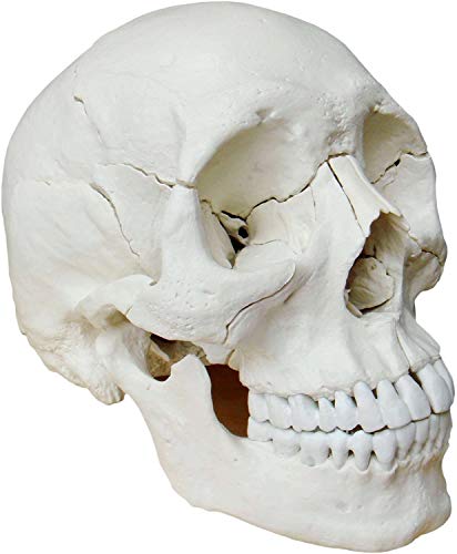Cranstein E-217 Osteopathie Schädel, 22-teilig, anatomische Version