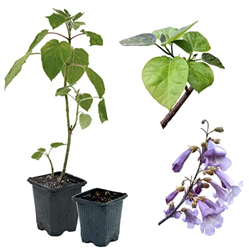 25 x Paulownia Blauglockenbaum SHANDONG, sehr schnellwüchsig; auch Kaiserbaum, Empress tree, Kiribaum für Wertholz/Energieholz, keine Samen! (9 cm-Topf)