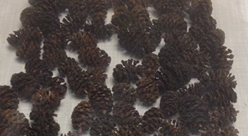 Erlenzapfen ~1000Stk.(=400g), Schwarzerle, Alnus glutinosa, black alder cones von catappa-leaves