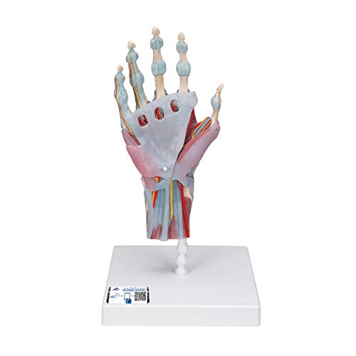 3B Scientific menschliche Anatomie - Modell des Handskeletts mit Bändern und Muskeln - 3B Smart Anatomy
