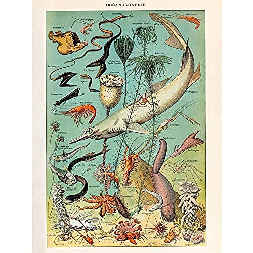 Millot Encyclopedia Page Ocean Fish Shark Unframed Wall Art Print Poster Home Decor Premium Seite Ozean FISCH Wand Zuhause Deko