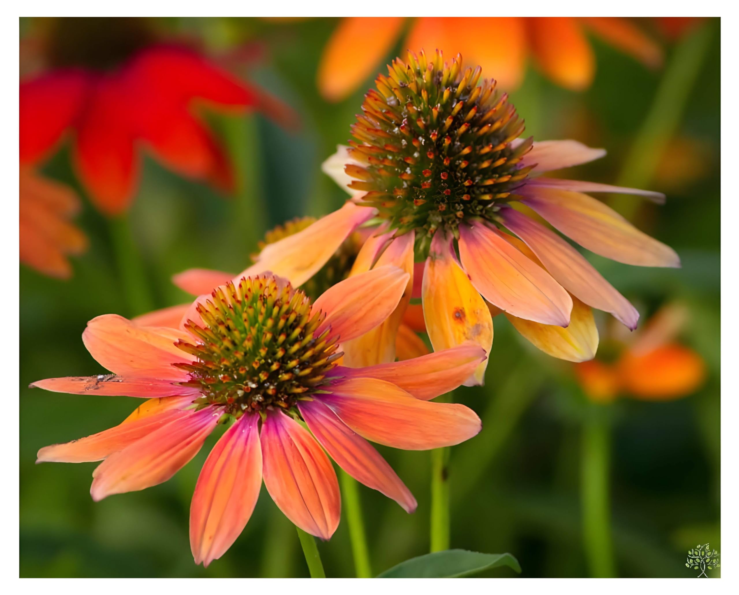 10 x Echinacea purpurea ‚Lakota Orange' (Stauden/Staude/Mehrjährig/Winterhart) Oranger Purpursonnenhut Scheinsonnenhut - sehr Insekten- und Bienenfreundlich - von Stauden Gänge