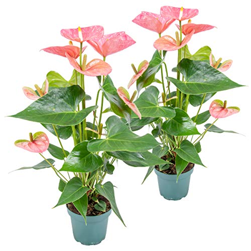 Flamingoblumen Anthurium | Flamingoblume Rosa im 2er Set - Zimmerpflanze im Plastiktopf ⌀12 cm | 50 cm²