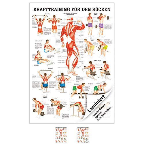 Sport-Tec Anatomische Lehrtafel Krafttraining Rücken, LxB 100x70 cm, laminiert