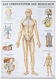 Anatomische Lehrtafel. Das Lymphsystem des Menschen. 70 x 100 cm