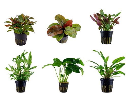 Tropica Mitte Set mit 6 Topf Pflanzen Aquariumpflanzenset Nr.22 Wasserpflanzen Aquarium Aquariumpflanzen