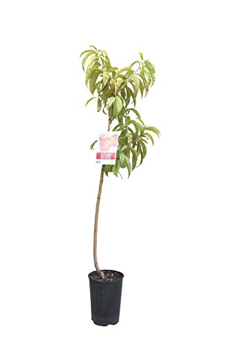 Tropictrees - Nektarinenbaum Obstbaum Prunus persica var. nucipersica 'Fantasia' 150cm