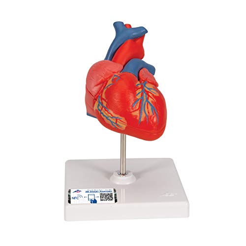 3B Scientific Menschliche Anatomie - Klassik-Herzmodell, 2-teilig + kostenloser Anatomiesoftware - 3B Smart Anatomy