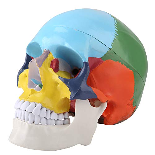 Menschliche Anatomie Schädel Modell, Didaktik Version farbiges erwachsenes menschliches Schädel Anatomisches Modell mit Faber Ausweis