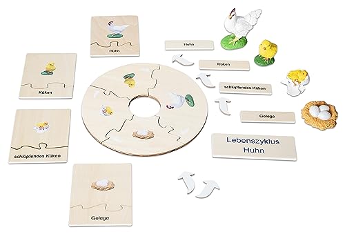 Betzold - Lebenszyklus Huhn - Biologie Unterricht