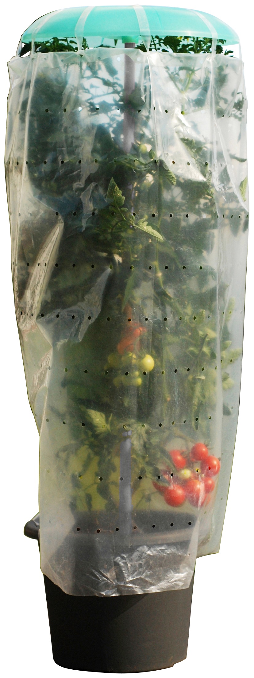 KHW Pflanzenschutzdach "Tomatenhut", (20 St.), inkl. Stab und Schutzfolie, BxH: 49x120 cm