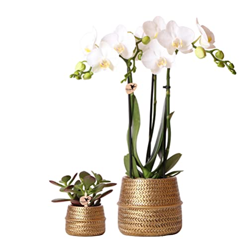 Kolibri Company - Pflanzenset Groove gold | Set mit weißer Phalaenopsis Orchidee Amabilis Ø9cm und grüner Sukkulente Crassula Ovata Ø6cm | inkl. goldenen Keramik-Ziertöpfen