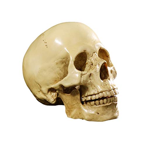 Yundxi 1: 1 Lebensgroß Menschlichen Schädel Totenschädel Figur Modell für Anatomischen Medizinischen Lehre Wohnzimmer Sammlung Dekor (Gelb)