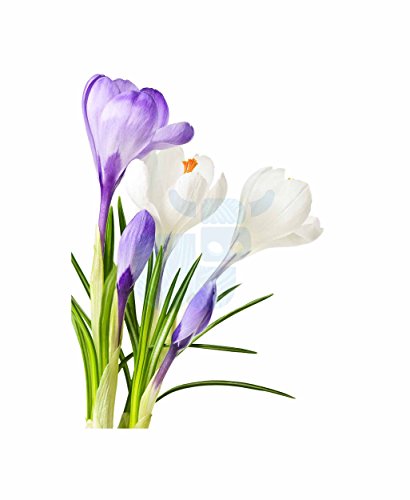 Wee Blue Coo Leinwanddruck, Motiv Frühlingsblumen, Violett / Weiß