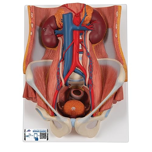3B Scientific Menschliche Anatomie - Harnapparat, zweigeschlechtig, 6-teilig + kostenloser Anatomiesoftware - 3B Smart Anatomy