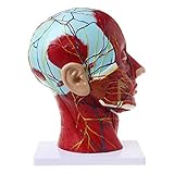 Anatomie Modell menschliche anatomische Halb Kopf Gesicht Anatomie Medizinisches Gehirn Hals Medianschnitt Studienmodell Nervt Blutgefäß für den Unterricht