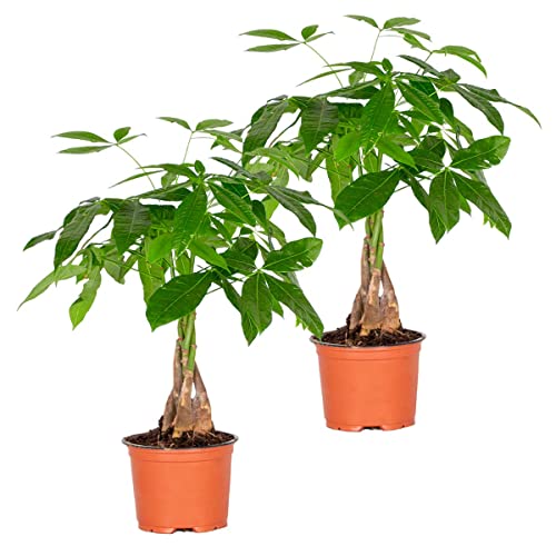 Pachira Aquatica | Kiefer pro 2 Stück - Zimmerpflanzen im richtigen Topf cm12 cm - ↕30 cm
