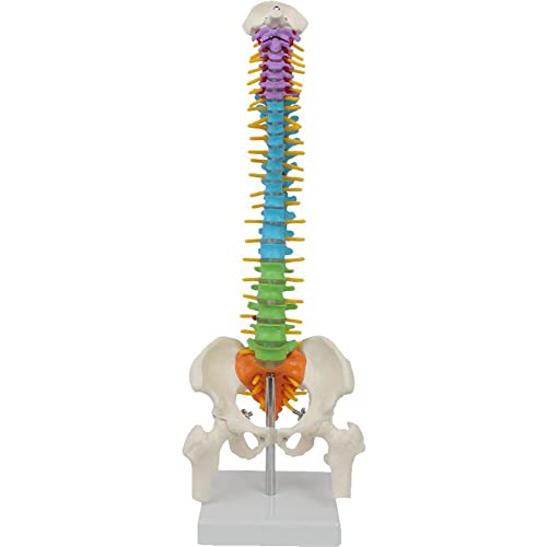 Danlai Menschliches Wirbelsäulenmodell 45cm Farbe Menschliche Wirbelsäule Becken- Und Femur -Modell Menschlicher Anatomischer Anatomie Wirbelsäule Für Das Unterrichtsstudium