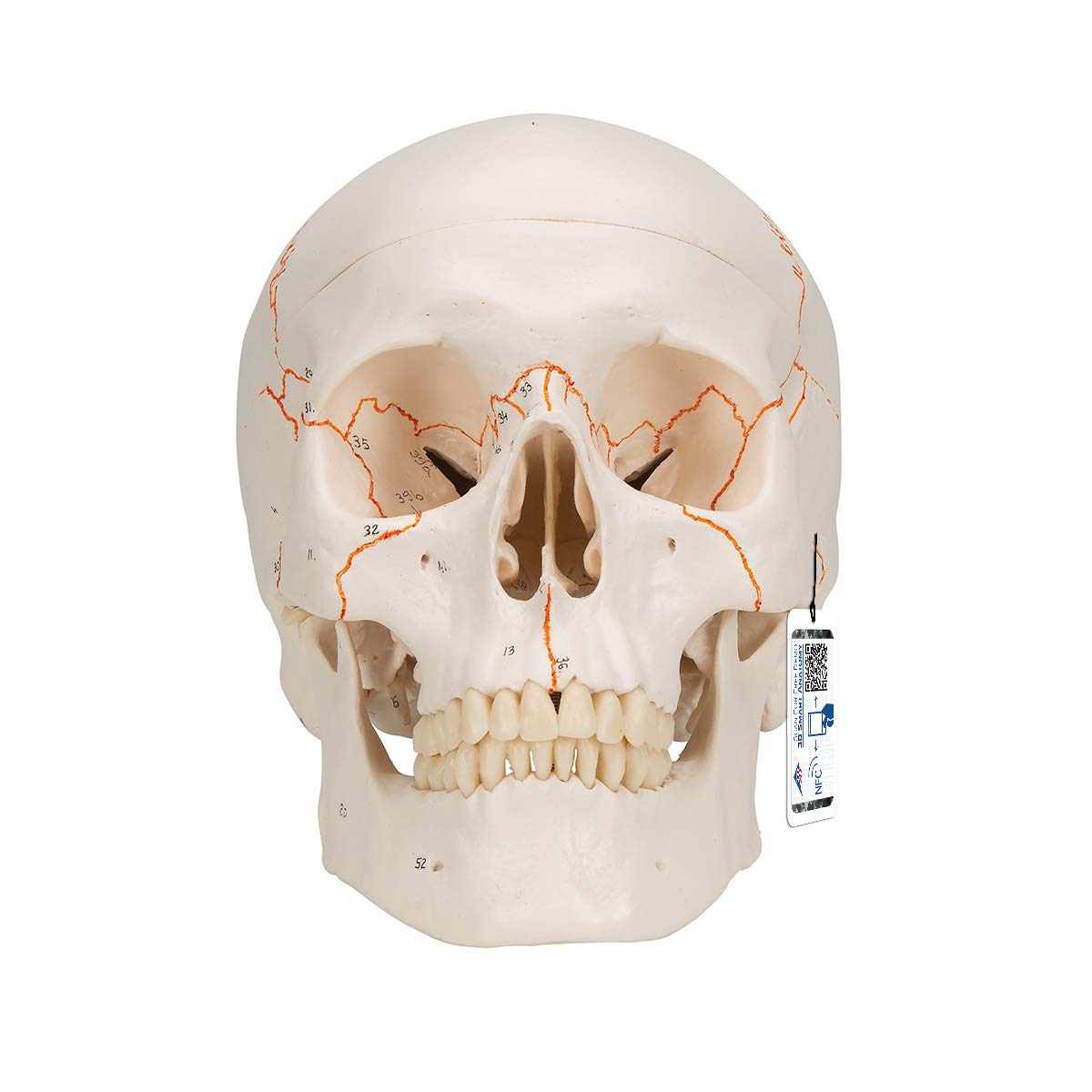 3B Scientific Menschliche Anatomie - A21 Klassik-Schädel, 3-teilig + kostenlose Anatomie App - 3B Smart Anatomy