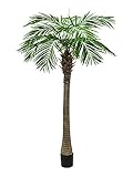 EUROPALMS 82510720 Phoenix Palm Tree Luxor, 150 cm, Mehrfarbig, Einheitsgröße