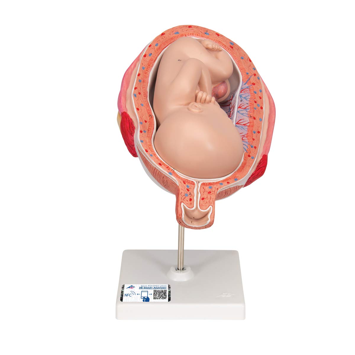 3B Scientific Menschliche Anatomie - Fetus, 7. Monat + kostenlose Anatomie App - 3B Smart Anatomy