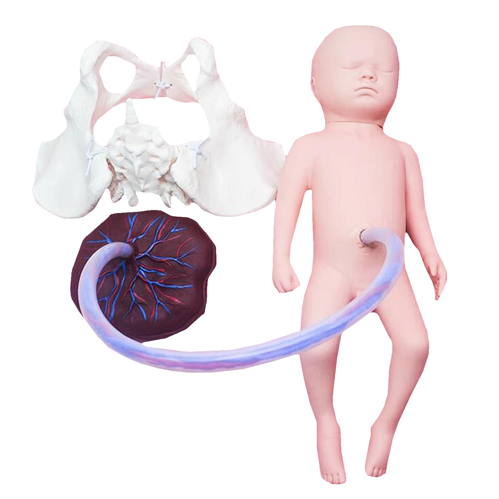 Neugeborenes Baby Modell mit Nabelschnur und Plazenta - Hebammen-Trainingsmodell - mit Frontanelle und hinterer Fontanelle (Junge)