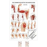 Armmuskulatur Poster Anatomie 70x50 cm medizinische Lehrmittel