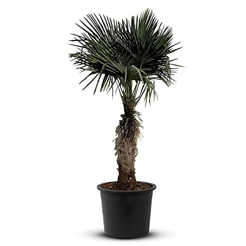 Trachycarpus Fortunei palme, stammhöhe 80/100cm