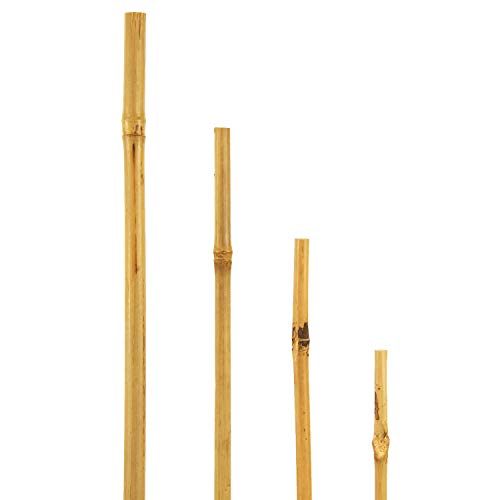 bellissa - Bambusstäbe -Bambusstangen Diverse Sets -Durchmesser und Längen - als Rankstab (50 STK, 180 cm)
