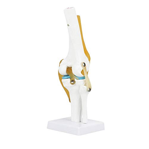 BTIHCEUOT Axis Scientific Anatomiemodell eines menschlichen Hüftgelenks Lebensgroßes menschliches Kniegelenkmodell für eine Skelettanatomiestudie Unterrichten mit einem Bandmodell [Audio CD]