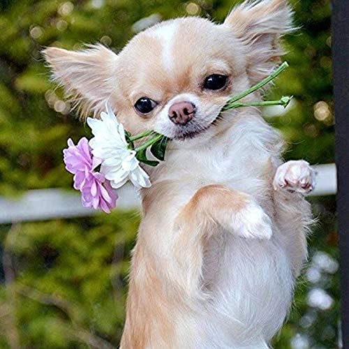 WYWQN DIY 5D Diamond Painting Kits Diamantmalerei Erwachsene Kind Hund mit Blumen Chihuahua für Heimdekoration Volldiamantmalerei 50x50CM
