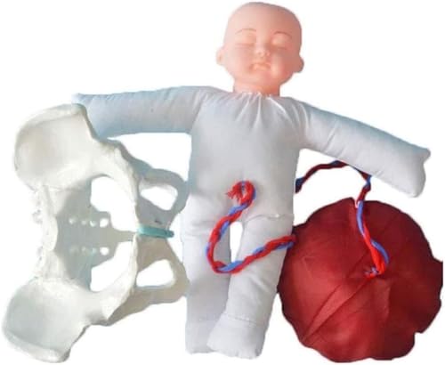 Weibliches Becken Geburt Modell, Lebensgröße Geburt Demonstration Beckenmodell, Nabelschnur/Plazenta-Geburt Simulator Weibliches Becken und Baby Modell für Gynäkologie Unterricht.